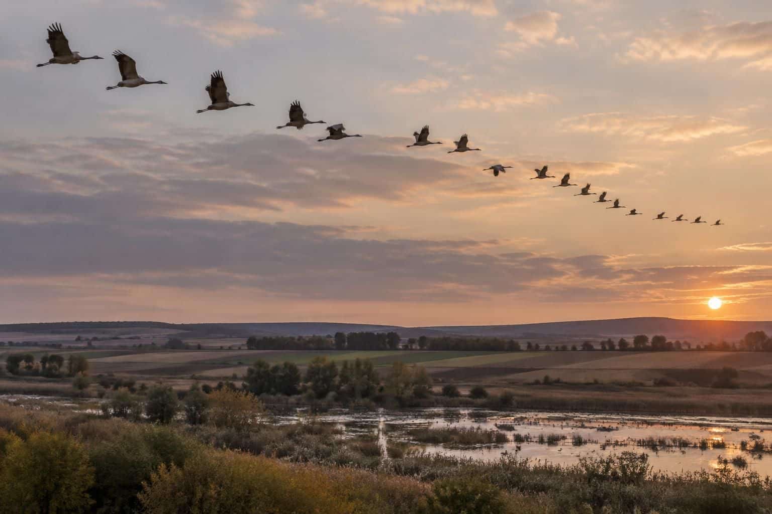 d&eacute;couvrez les meilleures dates et les sites incontournables pour observer la migration des grues cendr&eacute;es, avec le mat&eacute;riel utile pour profiter du spectacle.